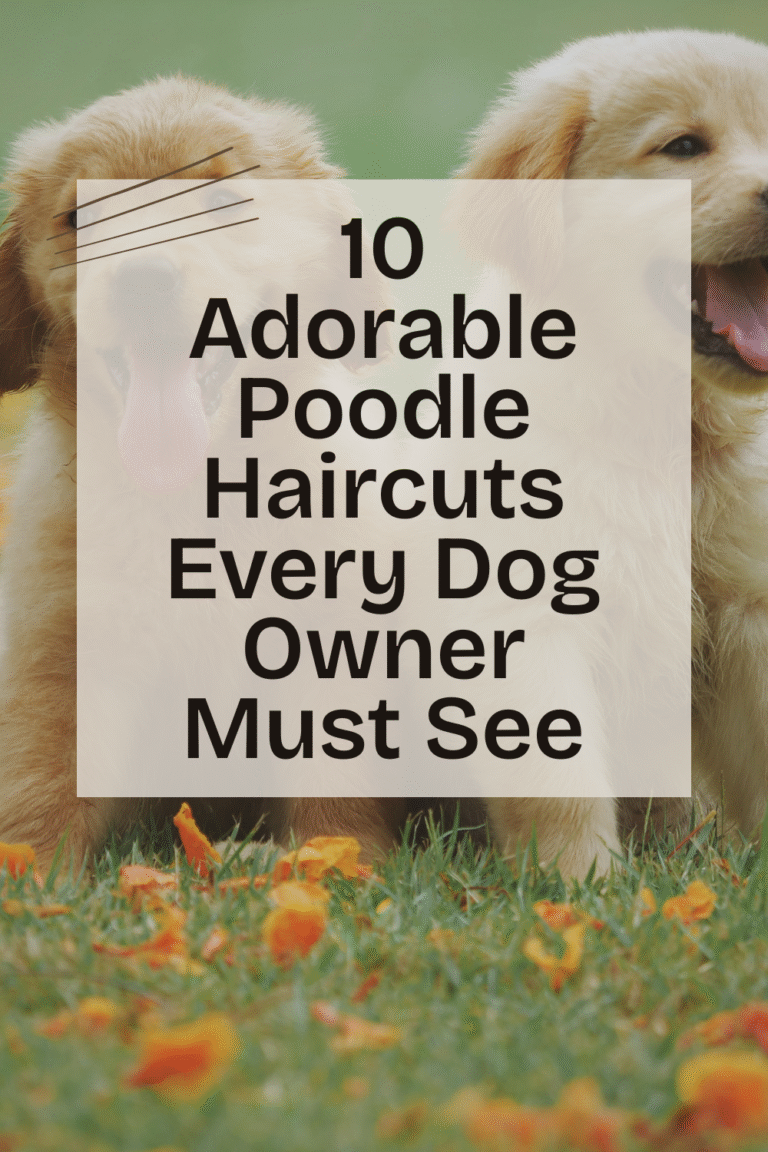 10 Adorable Poodle Haircuts Every Dog Owner Must See